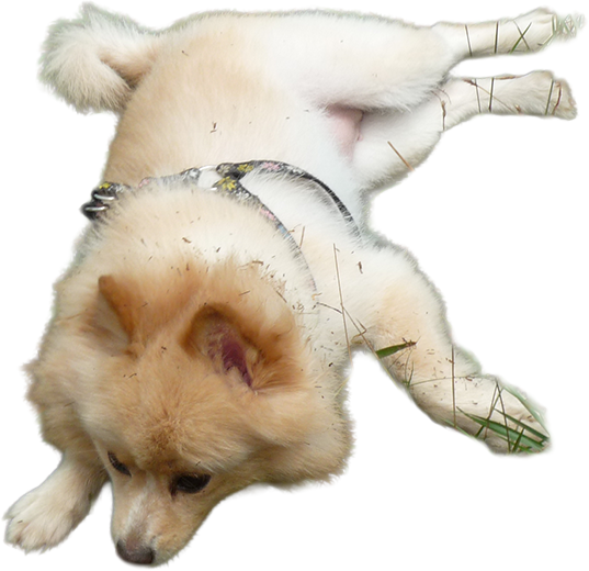 A picture of Sun lying down